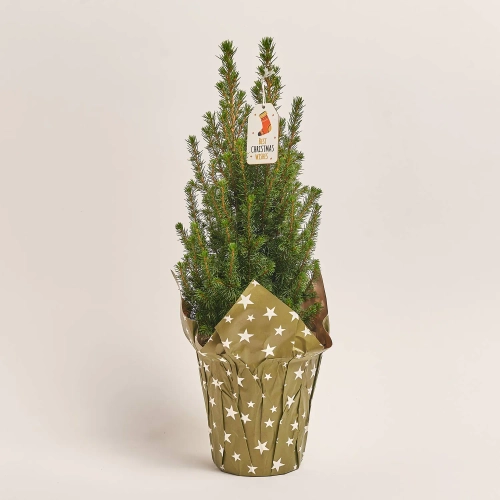 Зображення товару Ялина Перфекта Декор, артикул: 54119