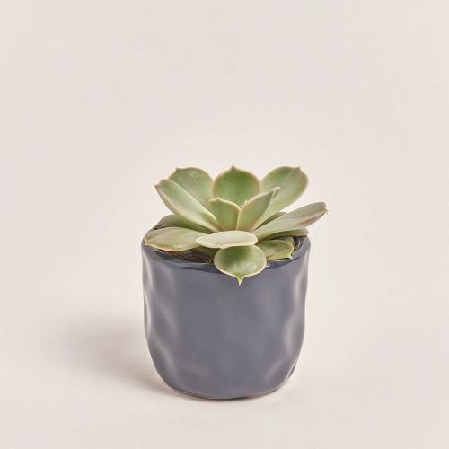 Зображення товару Сукулент мікс в кер., артикул: 22213