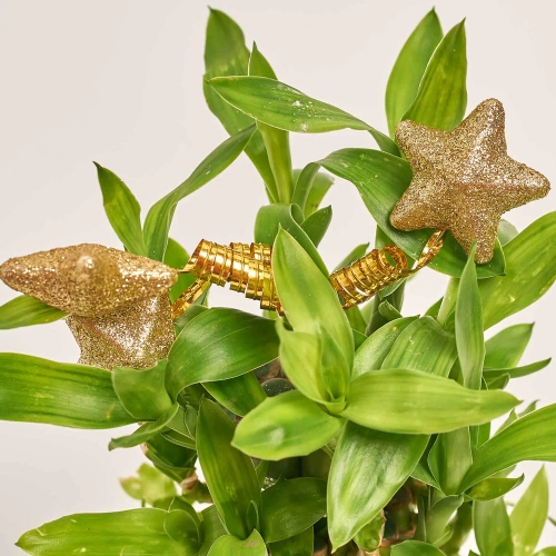 Зображення товару Бамбук Лакі в кераміці, артикул: 21839