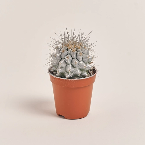 Зображення товару Ехінокактус Рейнбов новорічний мікс, артикул: 53322