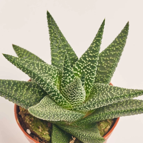 Зображення товару Хавортія мікс, артикул: 30142