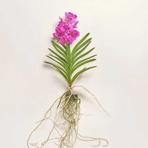 Зображення товару Ванда мікс xxl, артикул: 54339