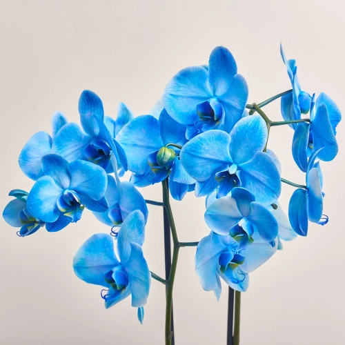 Зображення товару Фаленопсис синій фарбований та Кашпо Сет 427, артикул: 53347