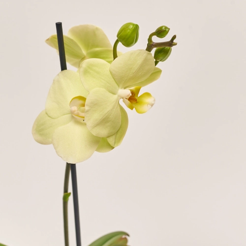 Фаленопсис міні 1ст. в кер., артикул: 50231 Зображення товару Фаленопсис міні 1ст. в кер., артикул: 50231