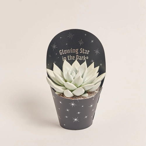 Зображення товару Ехеверія Міранда люмінісцентна, артикул: 53417