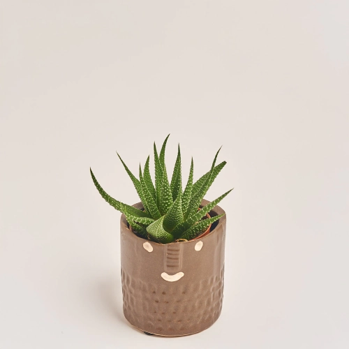 Зображення товару Сукулент мікс в кер., артикул: 30451