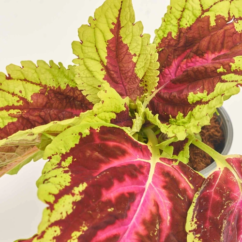 Зображення товару Плектантус мікс, артикул: 57442