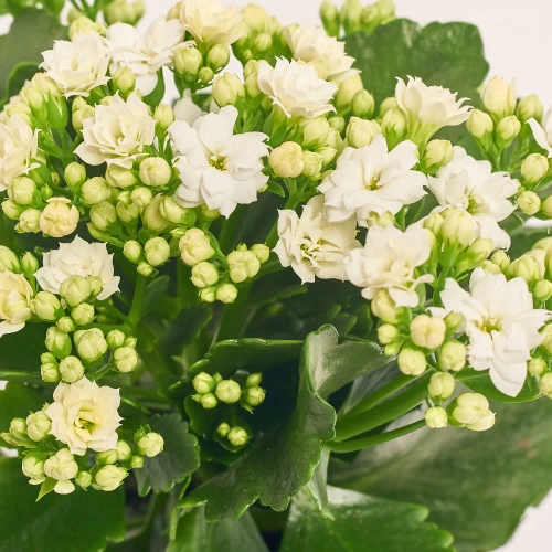 Зображення товару Каланхоє біле, артикул: 48435