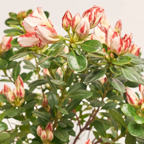 Зображення товару Азалія Сачсенстер штамб., артикул: 57003