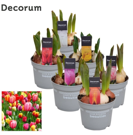 Зображення товару Тюльпан мікс, артикул: 56689