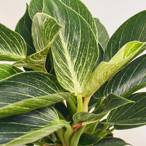 Зображення товару Філодендрон Біркін, артикул: 34059