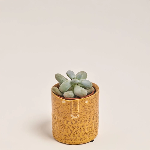 Зображення товару Сукулент мікс в кер., артикул: 30451