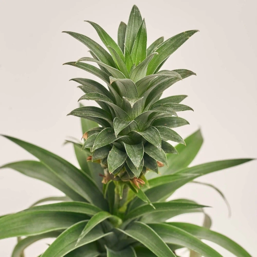 Зображення товару Ананас Аміго, артикул: 19686