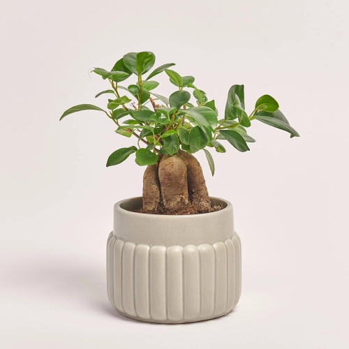 Фікус мікрокарпа Гінсенг, артикул: 21796 Зображення товару Фікус мікрокарпа Гінсенг, артикул: 21796