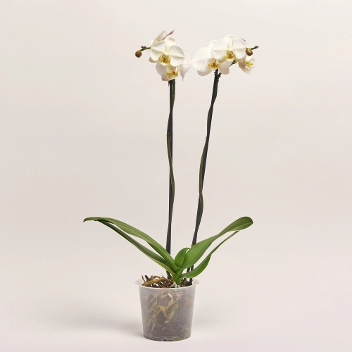 Фаленопсис Гранді №15 2ст. білий, артикул: 37481 Зображення товару Фаленопсис Гранді №15 2ст. білий, артикул: 37481