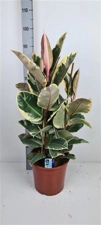 Зображення товару Фікус ел Тінеке 3ст., артикул: 38552