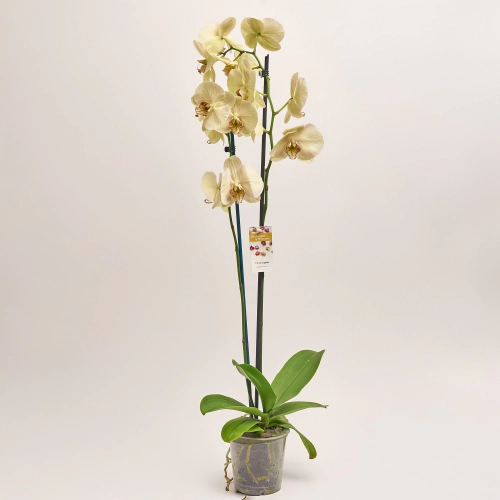 Фаленопсис 2ст. мікс, артикул: 18519 Зображення товару Фаленопсис 2ст. мікс, артикул: 18519