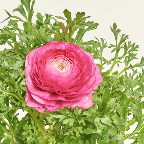 Ранункулус рожевий, артикул: 56413 Зображення товару Ранункулус рожевий, артикул: 56413