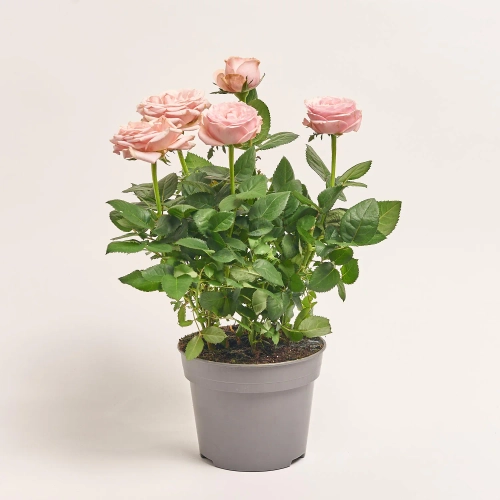 Зображення товару Троянда Інфініті мікс, артикул: 57322