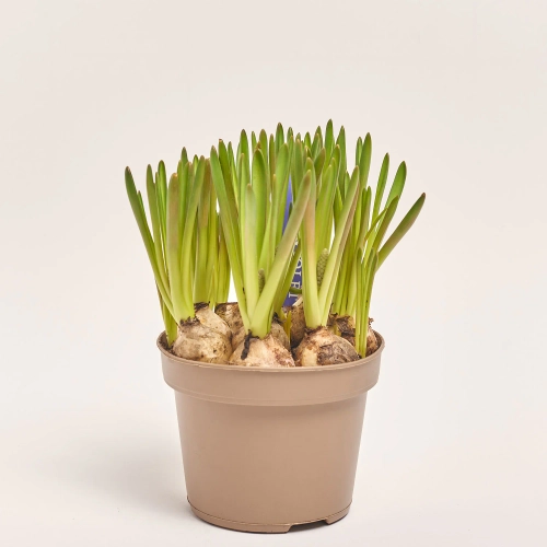 Зображення товару Мускарі Арменікум, артикул: 55868