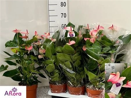 Зображення товару Антуріум Містік, артикул: 29913