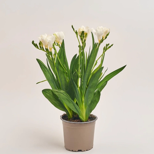 Фрезія мікс, артикул: 2864 Зображення товару Фрезія мікс, артикул: 2864