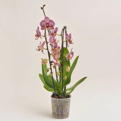 Зображення товару Фаленопсис каскад 2ст. мікс, артикул: 18513