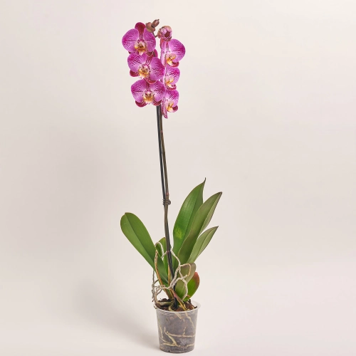 Зображення товару Фаленопсис 1ст. мікс, артикул: 18850