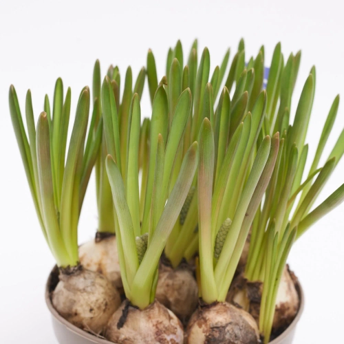 Зображення товару Мускарі Арменікум, артикул: 55868