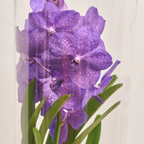 Ванда Мішель у склі, артикул: 45411 Зображення товару Ванда Мішель у склі, артикул: 45411