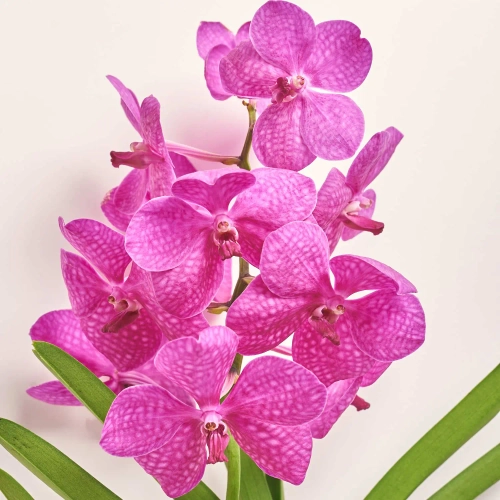 Зображення товару Ванда мікс xxl, артикул: 54339