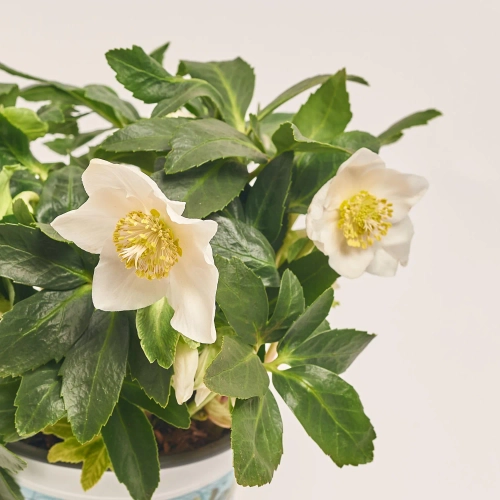 Хелеборус Нігер Джеско, артикул: 53303 Зображення товару Хелеборус Нігер Джеско, артикул: 53303