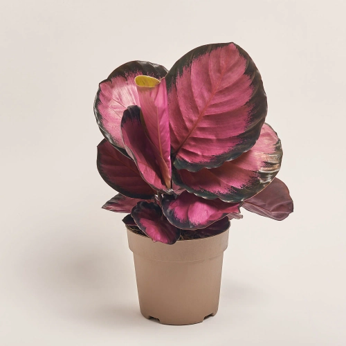 Зображення товару Калатея Місті Ред, артикул: 53416