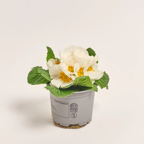 Зображення товару Примула Парадісо мікс, артикул: 56897