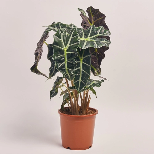 Алоказія Поллі 2ст., артикул: 30921 Зображення товару Алоказія Поллі 2ст., артикул: 30921