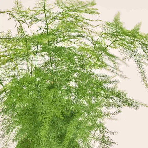 Зображення товару Аспарагус Сетацеус, артикул: 56677