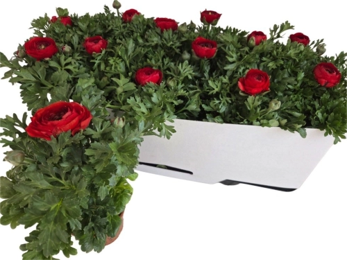 Ранункулус червоний, артикул: 56338 Зображення товару Ранункулус червоний, артикул: 56338