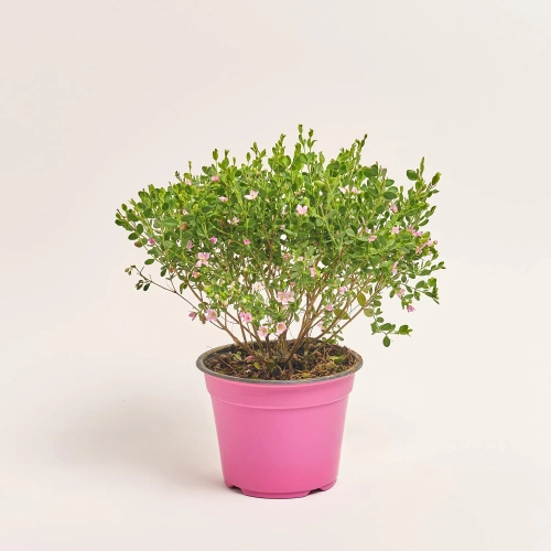 Зображення товару Боронія Кренулата, артикул: 56680