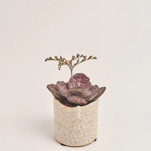 Зображення товару Сукулент мікс в кер., артикул: 30451