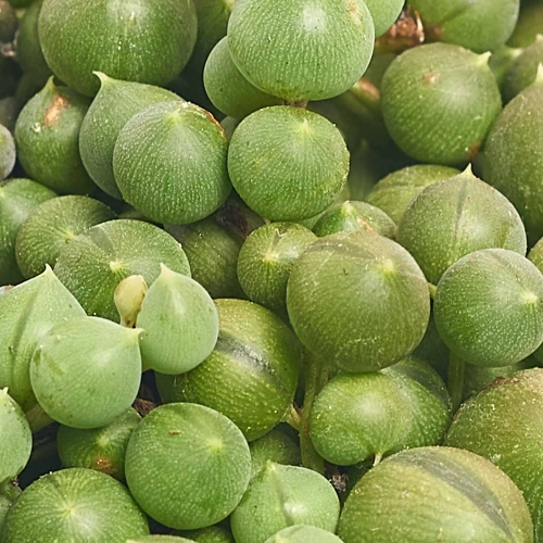 Зображення товару Сенеціо Геррейна, артикул: 57464