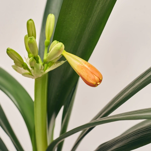 Зображення товару Клівія Мініата, артикул: 52802