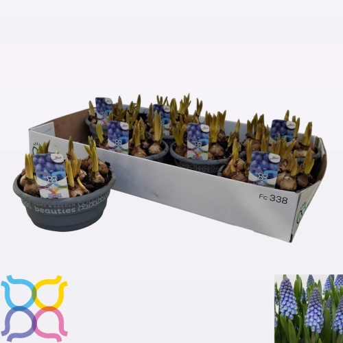 Мускарі Біг Смайл, артикул: 56944 Зображення товару Мускарі Біг Смайл, артикул: 56944