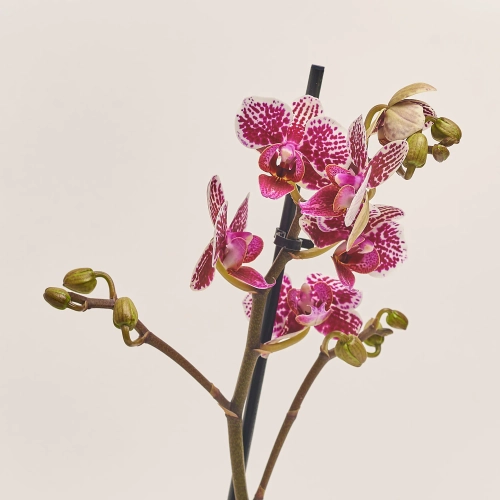 Фаленопсис мультифлора 2ст. мікс в кер., артикул: 53068 Зображення товару Фаленопсис мультифлора 2ст. мікс в кер., артикул: 53068