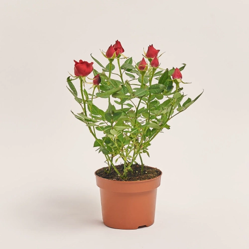 Зображення товару Троянда мікс, артикул: 1294