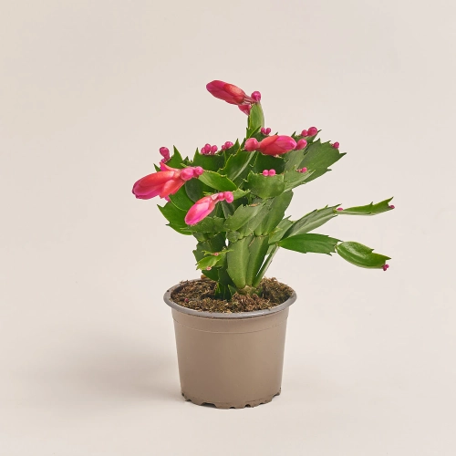 Зображення товару Шлюмбергера мікс, артикул: 25357