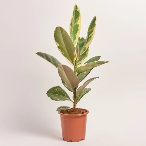 Фікус ел Тінеке 1ст., артикул: 33076 Зображення товару Фікус ел Тінеке 1ст., артикул: 33076