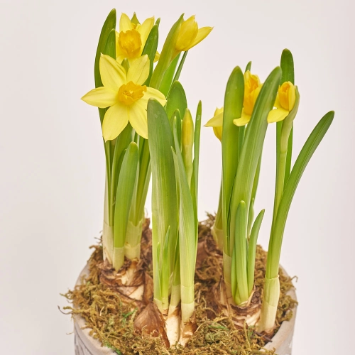 Нарцис Тет-а-тет в кер., артикул: 45720 Зображення товару Нарцис Тет-а-тет в кер., артикул: 45720