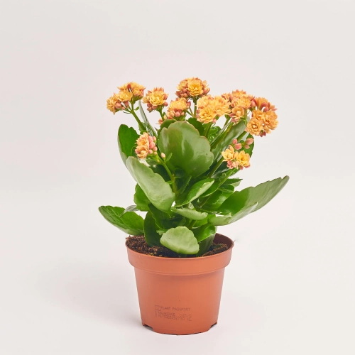 Зображення товару Каланхоє мікс, артикул: 18482