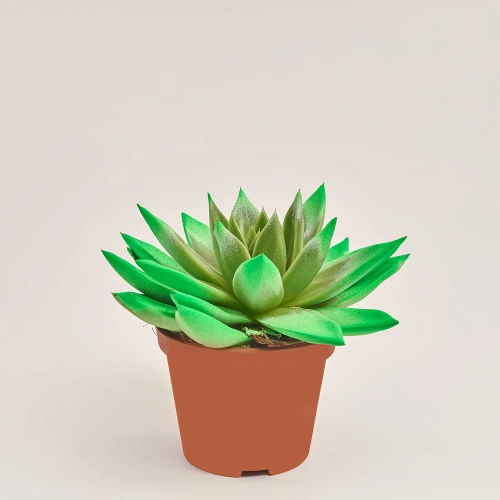 Зображення товару Ехеверія Міранда фарб. мікс, артикул: 11497