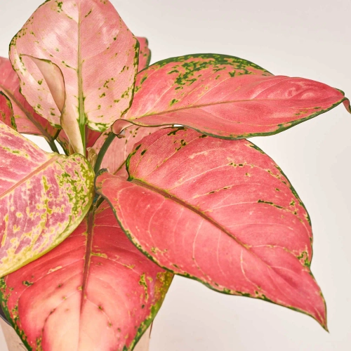 Зображення товару Аглаонема Рубі Лав, артикул: 50959